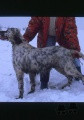 Setter Anglais DEA DU MAS DES CHÈVRES Setter Anglais DEA DU MAS DES CHÈVRES